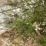 Acacia farnesiana برگ