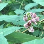 Apios americana Blomma