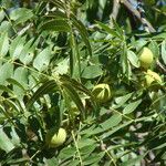 Juglans californica Blad