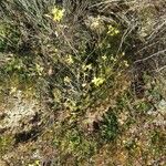 Bunias erucagoFlor