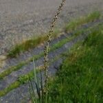 Triglochin palustris Flor
