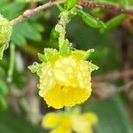 Potentilla erectaFlower