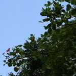 Erythrina droogmansiana Hábito