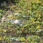 Iberis procumbens Fula