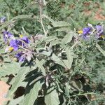 Solanum elaeagnifolium Hàbitat