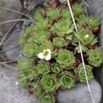 Saxifraga cespitosa Hoja