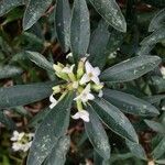Daphne alpina 花