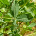 Trifolium spadiceum Deilen