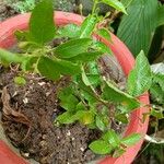 Lantana canescens Лист