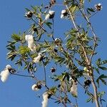 Gossypium barbadense Vrucht