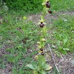 Ophrys × arachnitiformis Habitus