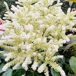 Astilbe japonica Habitatea