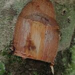 Anthonotha macrophylla چھال