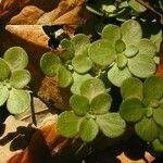 Sedum ternatum Leaf