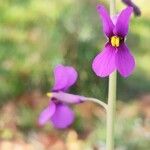 Moricandia moricandioides Flor