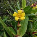 Hibbertia trachyphylla Flower
