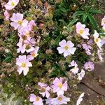 Cistus parviflorusFolha