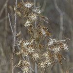 Senecio viscosus Hedelmä