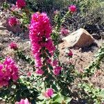 Bougainvillea glabra花