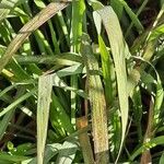 Cymbopogon citratus List