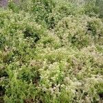 Mikania cordifolia Агульны выгляд