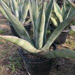 Agave asperrima Leaf