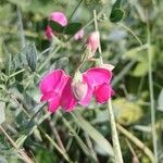 Lathyrus tuberosus പുഷ്പം