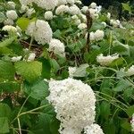 Hydrangea arborescensFlower