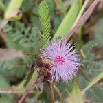 Mimosa pudica Λουλούδι