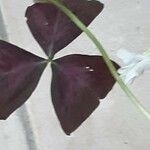 Oxalis triangularis برگ