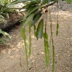 Arthroclianthus angustifolius Habit