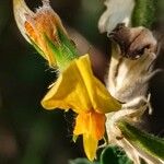 Adenocarpus telonensis Flower