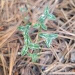 Trifolium fragiferumFolha