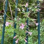 Jasminum beesianum Blüte