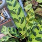 Calathea lancifolia Hoja