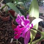 Cattleya jenmanii Φύλλο