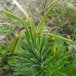 Lilium pyrenaicum Blüte