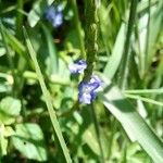 Stachytarpheta cayennensis Blomma