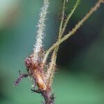 Elaphoglossum aubertii Other
