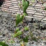 Fallopia dumetorum Hoja