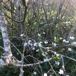 Prunus brigantina Rinde