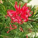 Grevillea rosmarinifoliaFlower