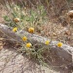 Thelesperma megapotamicum Flower