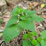 Lamium purpureumBlomst