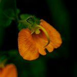 Rhynchocorys elephas 花
