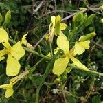 Brassica montana Flor