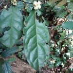 Diospyros bipindensis Hoja