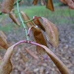 Euonymus carnosus Blatt