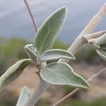Anthyllis cytisoides 葉