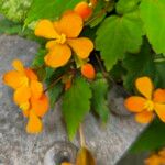 Begonia sutherlandii Flower